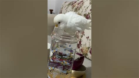 muhabbet kuşu pirinç suyu